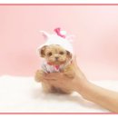 꼬마애견샵 이미지