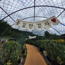 해바라기신발 | 함안 강주해바라기축제 방문 후기｜노란 해바라기 물결 속 힐링 나들이