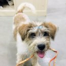 용인시 동물보호센터 이미지