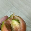 프레델 이미지