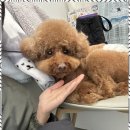 두르밍 | 비전동애견미용 평택 비전동 두르밍 후기