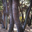 배동삼릉 이미지