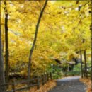 가을 숲으로 가자 이미지