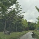W23. 202407_대전 더숲 스튜디오 웨딩촬영 후기(w.더림플 은지플/호우주의보)