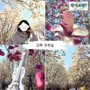 김해시농업기술센터 | 김해 목련숲 실시간 만개, 방문 완벽가이드(주차장 등)