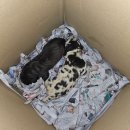 할리켄넬 이미지