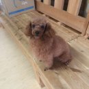 위니펫동물병원 이미지