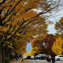 하남 미사 경정공원 핑크뮬리·단풍 구경 🍂 다루마 고로케·냥이툰 후기