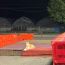 멍멍아 산책가자 | 12월을 앞두고 적어보는 11월 일기