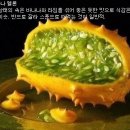 별별과일