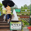 진도개 53카페 이미지