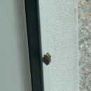 구례나날 이미지