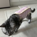 그루밍 하니 | 고양이 종양 수술 후 상처 그루밍 막기 위한 환묘복 넥카라