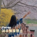 여수중앙여자고등학교 | "여수 사람만 안다? 실패 없는 벚꽃 명소" 여수 근처 가볼만한곳 top3 드라이브 코스