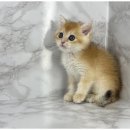 멋진강아지 이미지