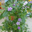 진동 행복한약국 이미지