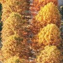 부귀 메타세쿼이아길 이미지