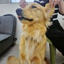 씨에프 | 상인동 애견카페, 상인동 애견호텔🐶😆 피피씨에프 애견카페에서 힐링하고 온 후기🐕🩷