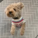 멍그니엘 애견호텔 수원점 | 영통애견호텔 겁 많은 강아지 호텔링 후기