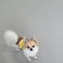 땡일리 애견 유치원 이미지