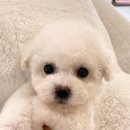 비숑명가