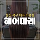 울산 북구 호계 미용실 헤어마레 복구 클리닉 찐 후기