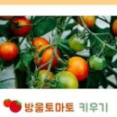 집에서 방울토마토 키우기 과정 물 햇빛 이미지