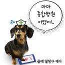 거아 메디칼 | [부천시청피티] 루팡의 험난한 교정 체험기 + 일상