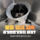 락스넥 | 강아지 실내 마킹 방지법과 중성화 수술 후 오줌 냄새 제거 후기