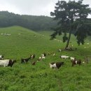 초지로3 이미지