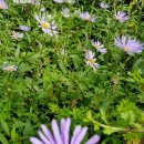 장흥수목원펜션 이미지