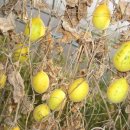 박사농장 이미지