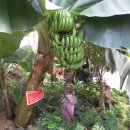 청양고추문화마을 이미지