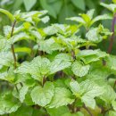 [식재료] 허브와 향신료 이야기 - 응용 | 페퍼민트의 역사와 어원