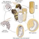 공부할 자료- Transmissible RNA Pathway in Honey Bees 이미지