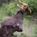 버팔로 이미지