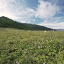 곰배령 꽃길 이미지