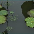 맥도생태공원 이미지