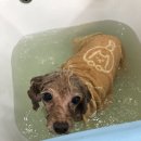 향동애견미용 이미지