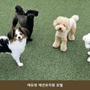 에듀멍 애견유치원 호텔 네이버블로그