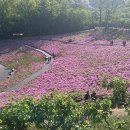 서울 -불암산 산책로 -철쭉/영산홍 이미지