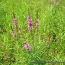 대아초등학교 이미지