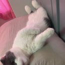 굿데이동물병원 이미지