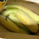 태하양꼬치 | [내돈내산]🌽 제주 초당옥수수 | 주렁주렁<JEJU> | 달콤한 알들이 톡톡 유아식 재료 아기 간식으로 추천!