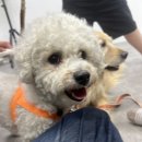 성정종합사회복지관 | [천안 동물매개치료] "너 먼저 해, 나는 괜찮아" 성정종합사회복지관 아이들의 기적 같은 성장