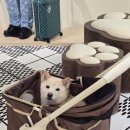 루이펫독 | 루이비통 도산! 명품 강아지가 되기위한 펫팸족 강남나들이 강아지 키링, 목줄 가격