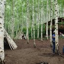 자작나무쉼터 이미지