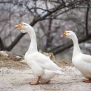 오리보감 이미지