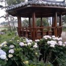 서산소나무힐링 이미지