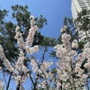 효촌약국 | [일상]202103~04 대전-세종 일상